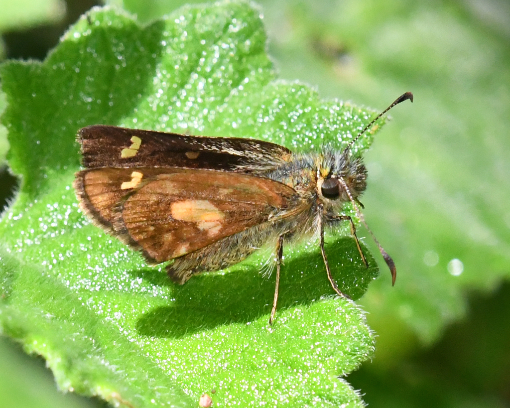 Gelus Skipperling