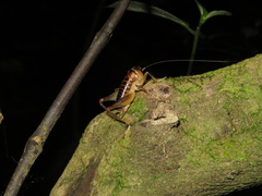 Hemiandrus pallitarsis