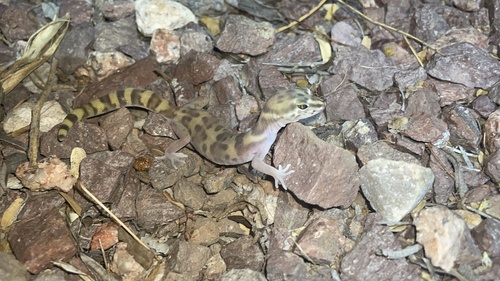Western Banded Gecko
