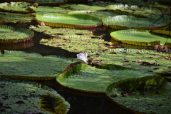 Victoria amazonica