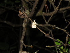 Leucotenes coprosmae