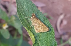 Callimormus interpunctata