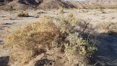 Atriplex canescens laciniata