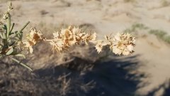 Atriplex canescens laciniata