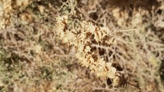 Atriplex canescens laciniata