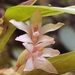 Maxillaria sigmoidea - Photo (c) Eduardo Chacón-Madrigal, some rights reserved (CC BY), uploaded by Eduardo Chacón-Madrigal