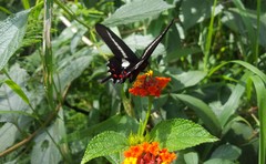 Parides proneus