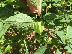 Physalis longifolia subglabrata