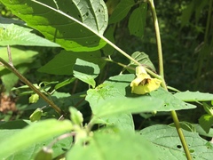 Physalis longifolia subglabrata