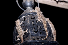 Hemidactylus mercatorius