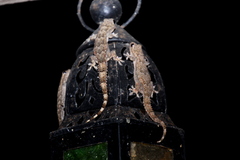 Hemidactylus mercatorius