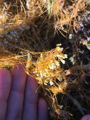 Cuscuta pacifica pacifica