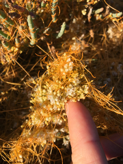 Cuscuta pacifica pacifica