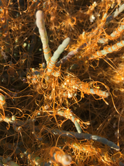 Cuscuta pacifica pacifica