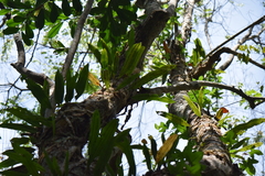 Microgramma megalophylla