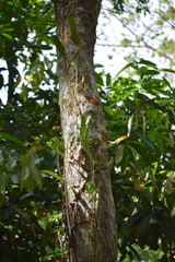 Microgramma megalophylla