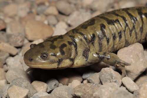 Western Tiger Salamander
