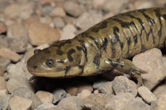 Western Tiger Salamander photo 4