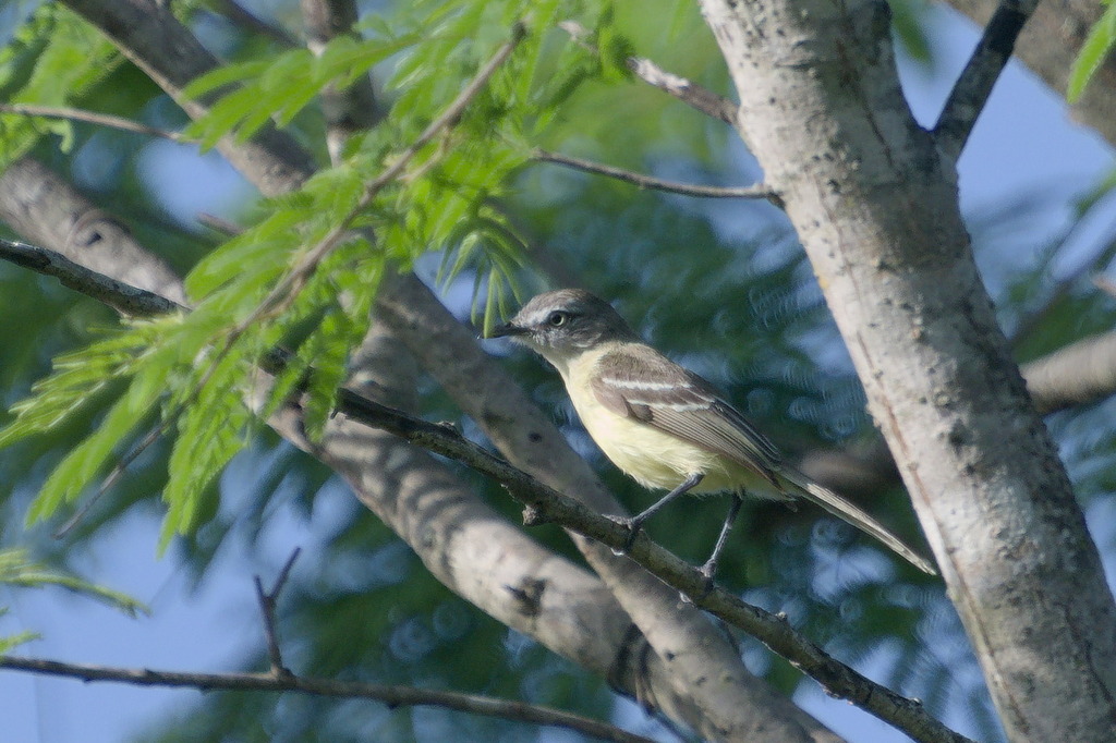 Pale-tipped Tyrannulet