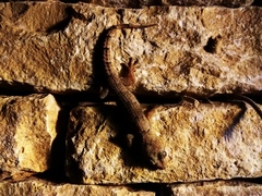 Hemidactylus mercatorius