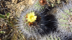 Copiapoa coquimbana