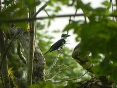 Chloroceryle amazona