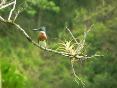 Chloroceryle amazona