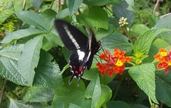 Parides proneus