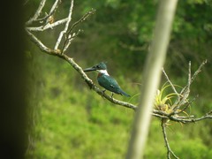 Chloroceryle amazona