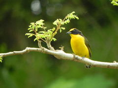 Euphonia laniirostris