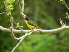 Euphonia laniirostris
