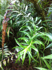 Dracaena reflexa