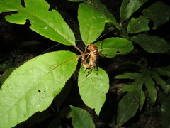 Hemiandrus pallitarsis