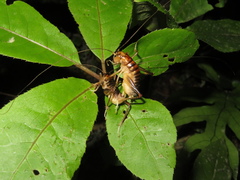 Hemiandrus pallitarsis