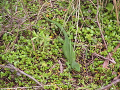 Naultinus stellatus