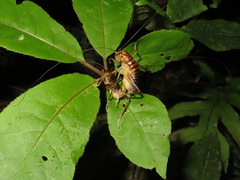 Hemiandrus pallitarsis