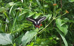 Parides proneus