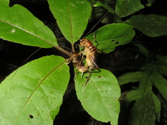 Hemiandrus pallitarsis