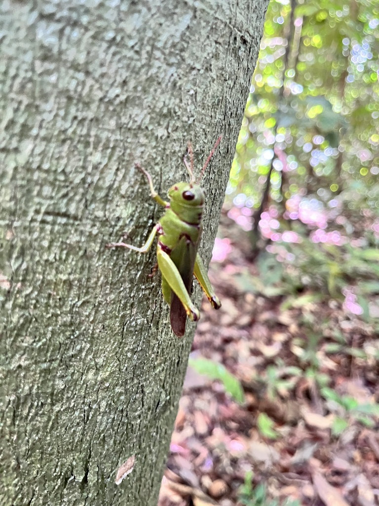 Aprionacris