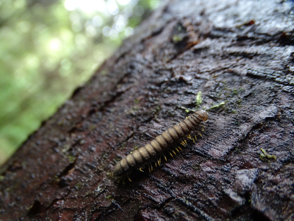 Trachelodesmini