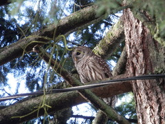 Strix varia