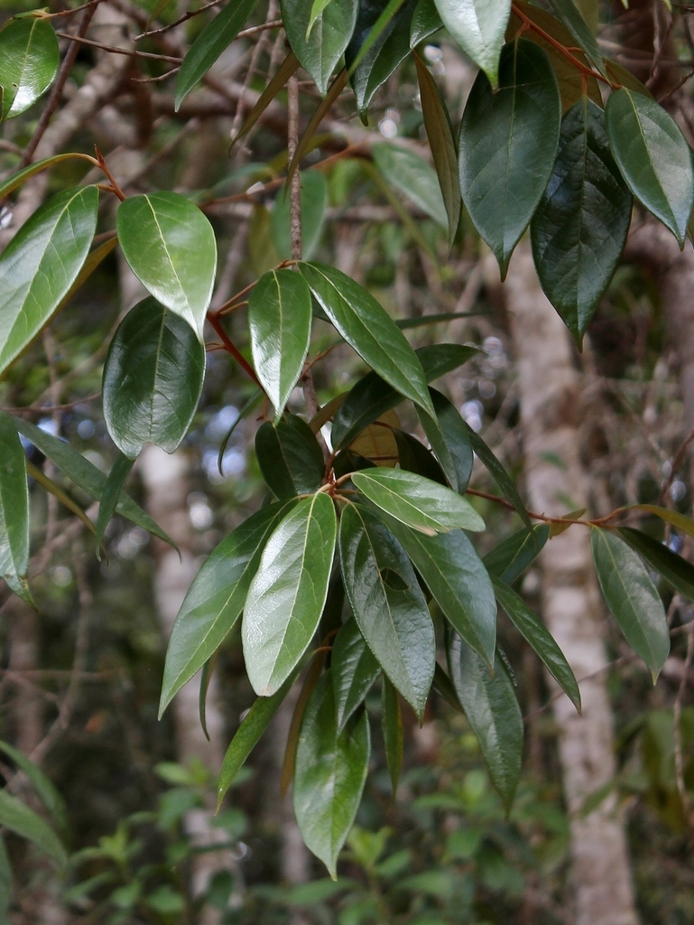 Ocotea aciphylla