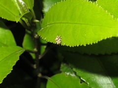 Brachyolus punctatus