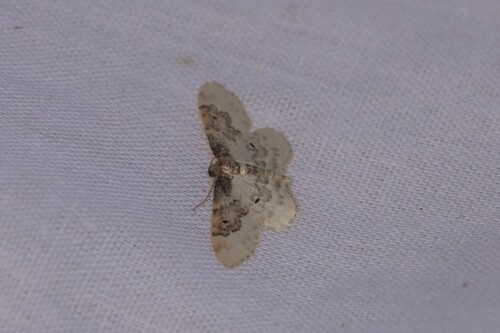 Least Carpet, 5694 Breugel, Nederland, photo 9 of 10