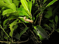 Austramathes purpurea