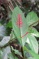 Odontonema