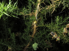 Novaranea queribunda