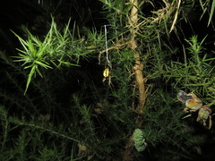 Novaranea queribunda