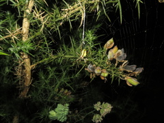 Novaranea queribunda