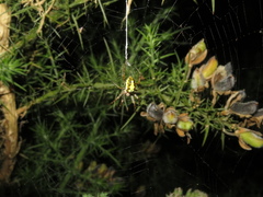 Novaranea queribunda